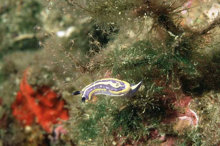 37 Hypselodoris messinensis.jpg